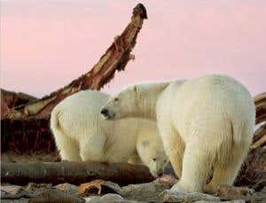 New Scientist. Science news and long reads from expert journalists, covering developments in science, technology, health and the environment on the website and the magazine.