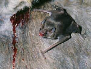 New Scientist. Science news and long reads from expert journalists, covering developments in science, technology, health and the environment on the website and the magazine.