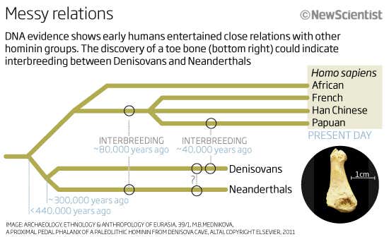 Stone Age toe could redraw human family tree