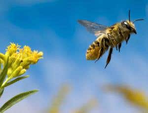 Crittervision: See like a bee