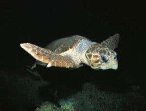 Crittervision: Turtles surf the magnetic ocean