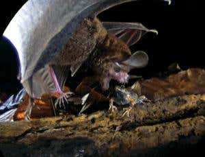Crittervision: Enter the bat's world of sound