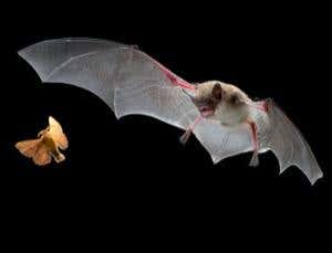 New Scientist. Science news and long reads from expert journalists, covering developments in science, technology, health and the environment on the website and the magazine.