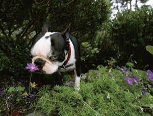 Crittervision: What a dog's nose knows