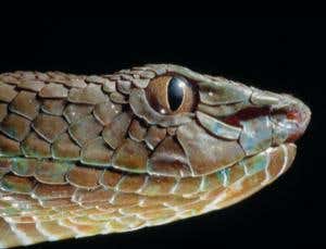 Crittervision: Heat-seeking snakes