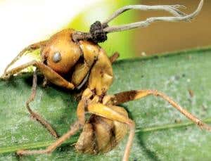 New Scientist. Science news and long reads from expert journalists, covering developments in science, technology, health and the environment on the website and the magazine.