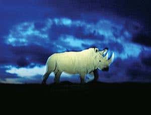 Stem cells may save rhinos from extinction