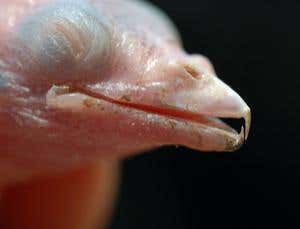 New Scientist. Science news and long reads from expert journalists, covering developments in science, technology, health and the environment on the website and the magazine.