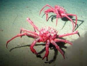 New Scientist. Science news and long reads from expert journalists, covering developments in science, technology, health and the environment on the website and the magazine.