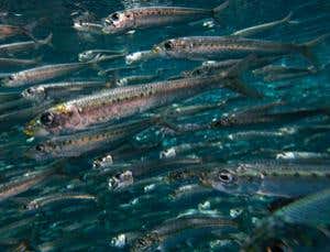 Warming seas could smother seafood