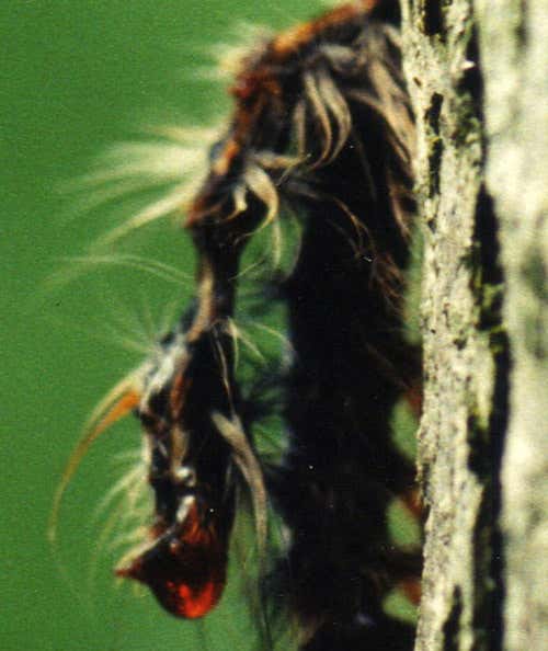 End of the road for a caterpillar ordered by a virus to turn to mush