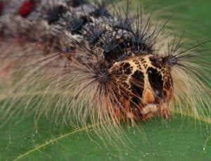 Virus gene engineer sends caterpillars to a sticky end