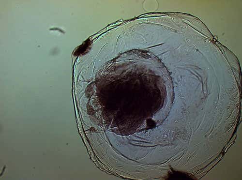This sequence of time-lapse images shows the the construction of a metal-oxide cell containing another metal-oxide compartment to mimic the internal structure of biological cells
