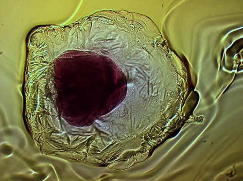 This sequence of time-lapse images shows the the construction of a metal-oxide cell containing another metal-oxide compartment to mimic the internal structure of biological cells