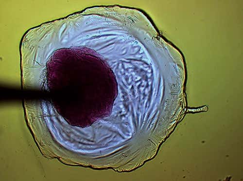 This sequence of time-lapse images shows the the construction of a metal-oxide cell containing another metal-oxide compartment to mimic the internal structure of biological cells