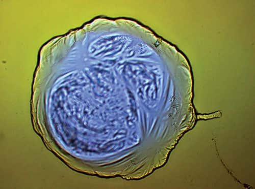 This sequence of time-lapse images shows the the construction of a metal-oxide cell containing another metal-oxide compartment to mimic the internal structure of biological cells