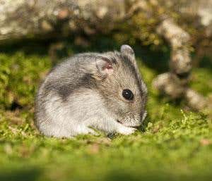 New Scientist. Science news and long reads from expert journalists, covering developments in science, technology, health and the environment on the website and the magazine.