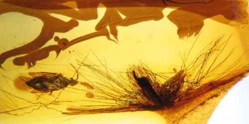 Late Cretaceous amber containing a cross section of a feather, with barbules that are coiled at their base. Such structures are found in modern-day diving birds