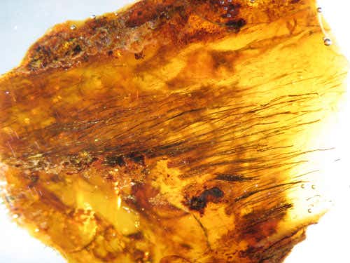 Numerous filaments whose shape resembles that of fossilised dinosaur protofeathers, in late Cretaceous amber