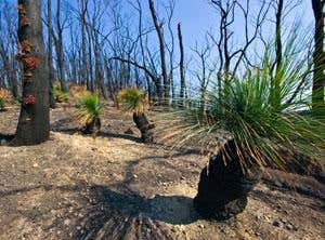 Huge Australian bushfires ignited rare plant growth