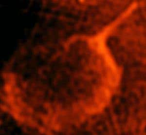 New Scientist. Science news and long reads from expert journalists, covering developments in science, technology, health and the environment on the website and the magazine.