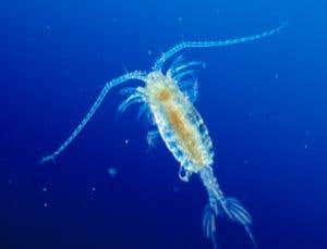 New Scientist. Science news and long reads from expert journalists, covering developments in science, technology, health and the environment on the website and the magazine.