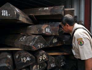 DNA detectives aim to thwart illegal timber trade