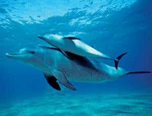 Death in dolphins: do they understand they are mortal?