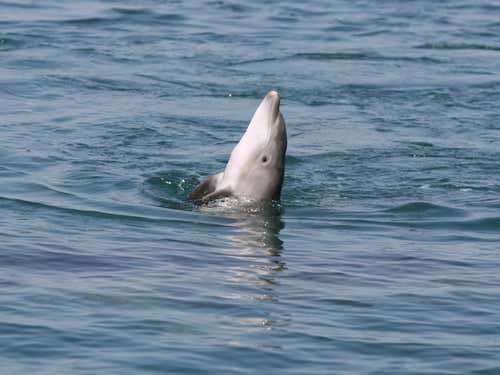 The death-throes of a 3-month-old dolphin that was having trouble swimming and breathing. Other dolphins remained with the animal until it died, at which point they let the body sink and swam away 