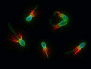 New Scientist. Science news and long reads from expert journalists, covering developments in science, technology, health and the environment on the website and the magazine.