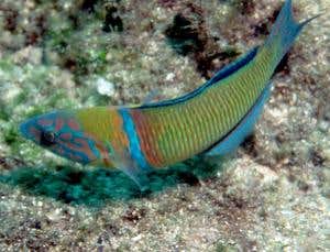 New Scientist. Science news and long reads from expert journalists, covering developments in science, technology, health and the environment on the website and the magazine.