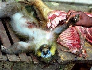 Instant Expert: The origins of AIDS