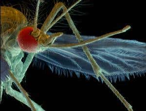 Swarm troopers: Mutant armies waging war in the wild