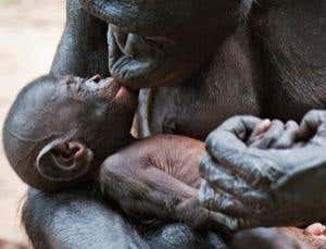 Bonobo Eden: At home with the peace-and-love apes