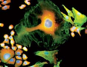 New Scientist. Science news and long reads from expert journalists, covering developments in science, technology, health and the environment on the website and the magazine.