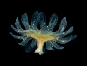 Metamorphosis: Evolution's freak factory