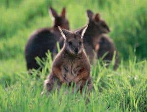 Resurrected ancient protein is a potent antibiotic