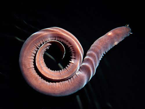 New Scientist. Science news and long reads from expert journalists, covering developments in science, technology, health and the environment on the website and the magazine.