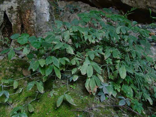 Elatostema retrorstrigulosum