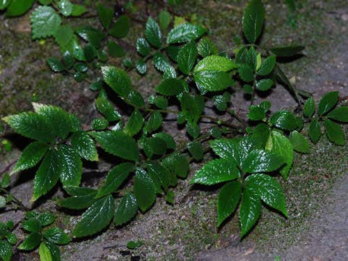 Elatostema celingense: staminate inflorescence with major receptacle bracts and flowers