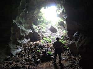 Ice-age nettles may survive in dark Chinese caves