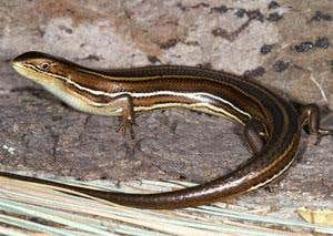 New Scientist. Science news and long reads from expert journalists, covering developments in science, technology, health and the environment on the website and the magazine.