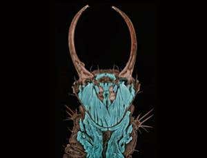 Stars of the natural world in extreme close-up