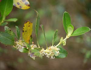 Why size matters in the plant world too