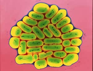 New Scientist. Science news and long reads from expert journalists, covering developments in science, technology, health and the environment on the website and the magazine.