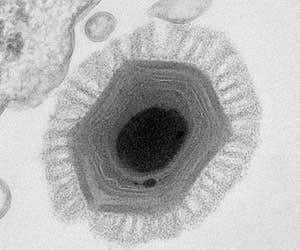 World's largest virus proves giants came from cells