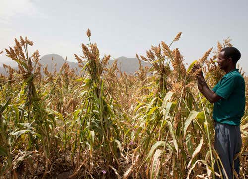A farmer in Ethiopia inspecting a sorghum crop about to be harvested 