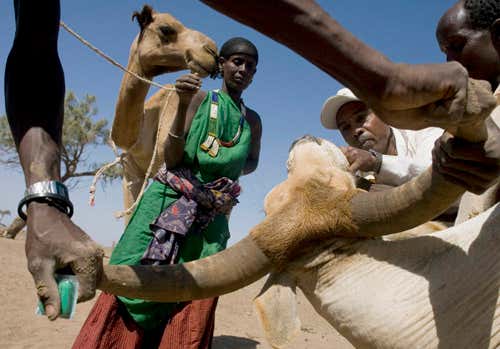 A veterinary surgeon at work during a vaccination campaign for livestock in the Shinile Somali region of Ethiopia 