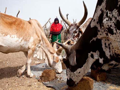 A farmer in Ethiopia feeding cattle with multinutrient blocks – lick blocks containing urea, molasses, vitamins, minerals and other multinutrients. These provide a convenient and inexpensive method of providing a range of nutrients required by the animal, which may be deficient in the diet 