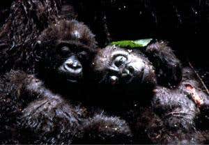 New Scientist. Science news and long reads from expert journalists, covering developments in science, technology, health and the environment on the website and the magazine.